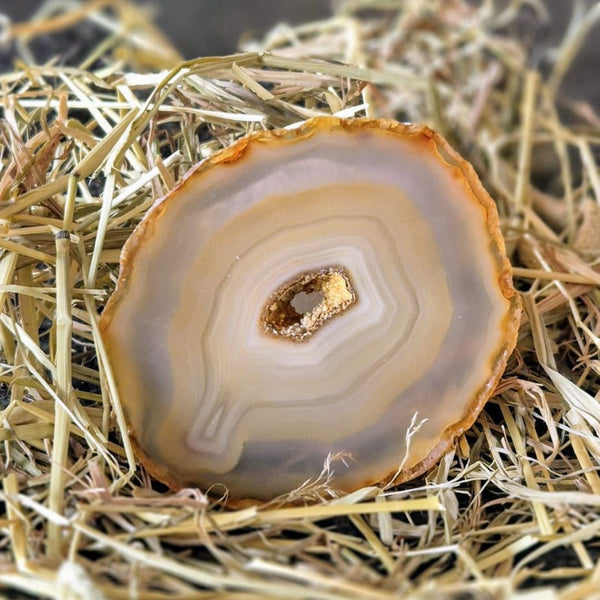 Greifenschild | Toemba