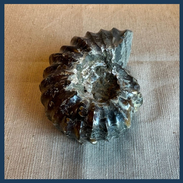 Poliertes Ammonitenfossil B13 | Toemba