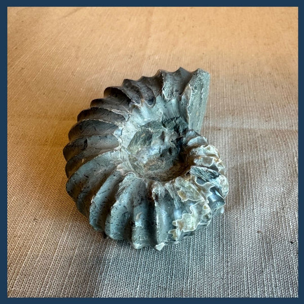 Poliertes Ammonitenfossil B22 | Toemba