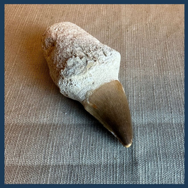 Deep Dive Dino – Mosasaurus Zahn | Tumba