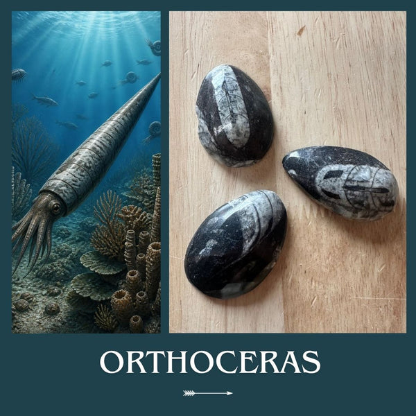 Orthoceras fossiel – 4 tot 5 cm
